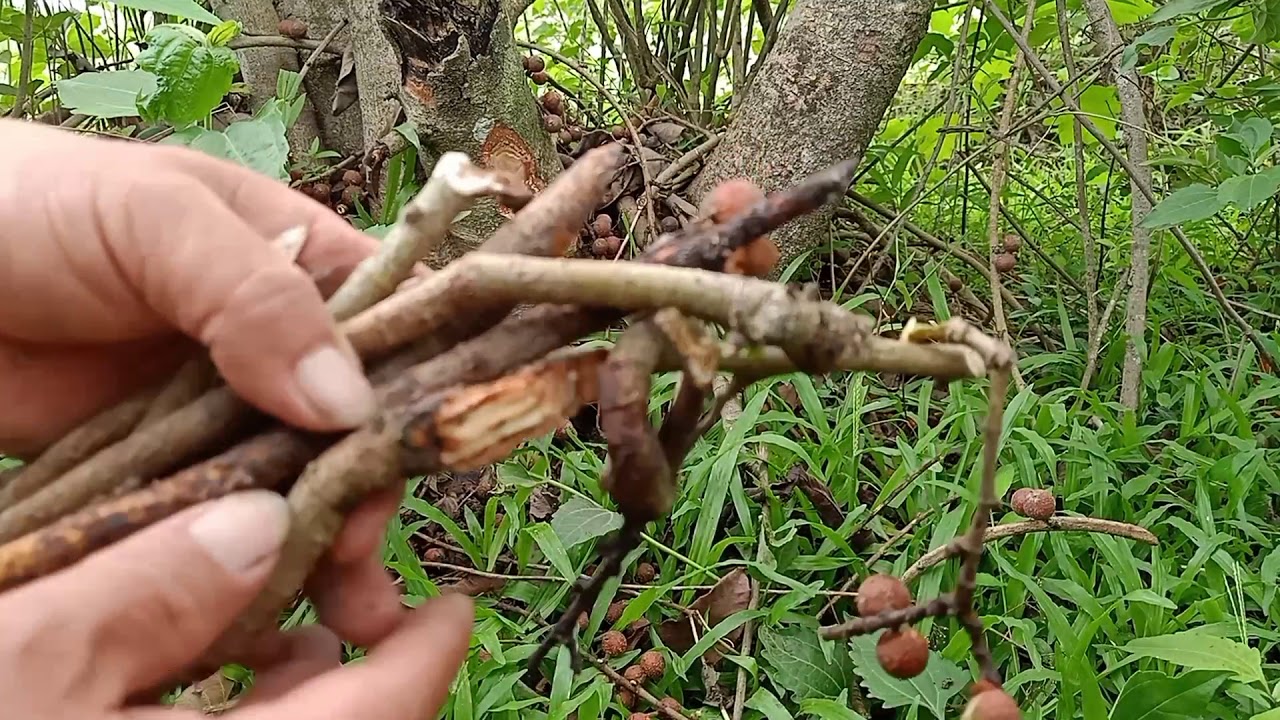 Qhia txog tus tu leeg thiab qis tes qis taws