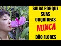 FAÇA SUA ORQUÍDEA FLORIR O ANO TODO SEM PARAR - 3 DICAS SURPREENDENTES