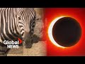 Solar eclipse: Quebec researchers observe animal behaviour during rare event