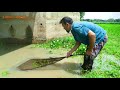 Best Cast Net Fishing। Traditional Net Catch Fishing in Village With Beautiful Natural
