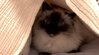 Bonnie hides from firework noises by CLNA Cats 352 views 4 months ago 28 seconds