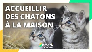 Accueillir des chatons à la maison  Samedi à tout prix