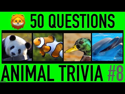 Videó: Animal Trivia Quiz