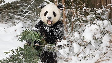 These cute pandas love playing in the snow | CBC Kids News