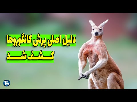 تصویری: موش‌های کانگورو کجا زندگی می‌کنند؟