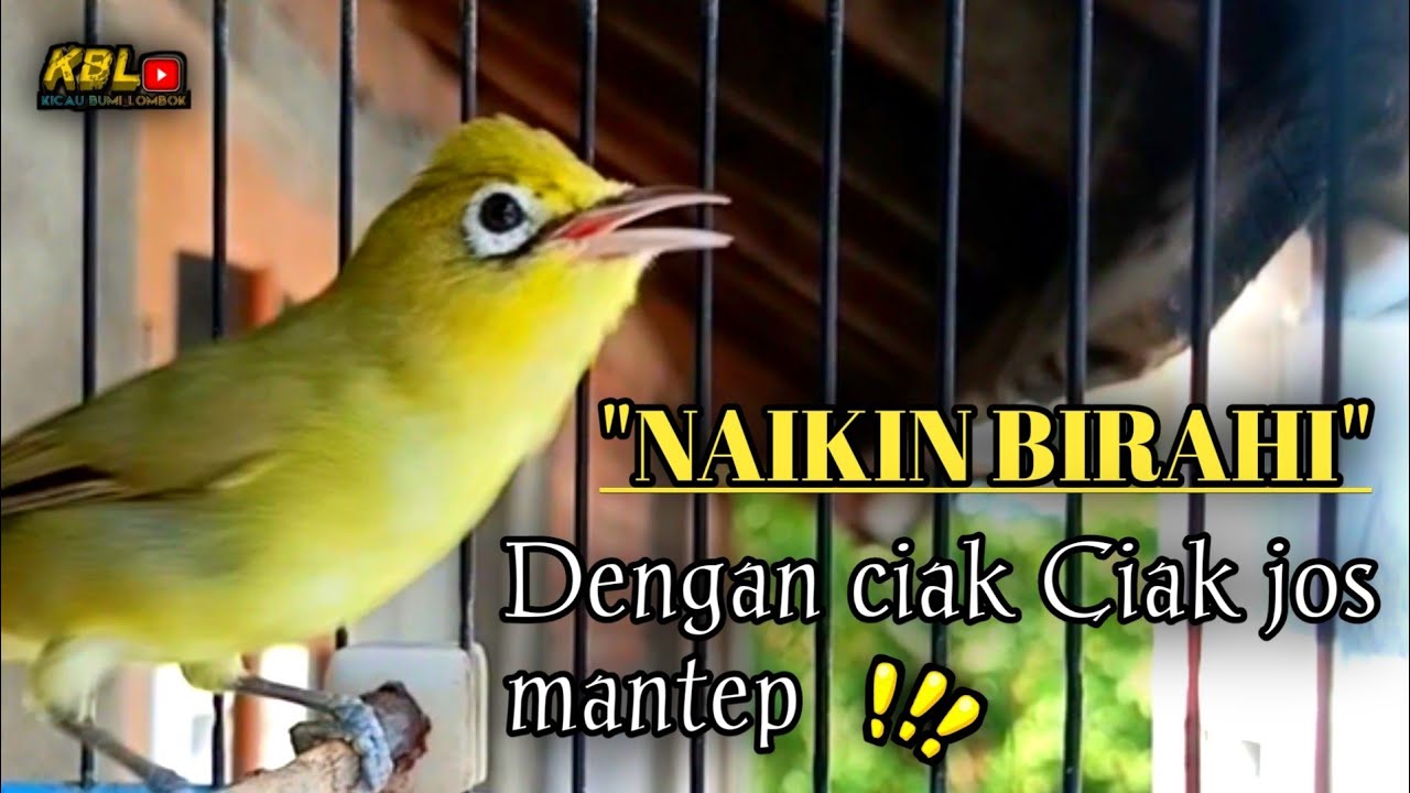 CIAK CIAK JOSS KECIAL KUNING AMPUH||PANCINGAN KECIAL MALAS BUNYI||