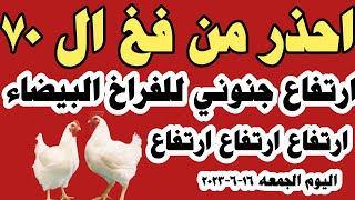 اسعار الفراخ البيضاء اليوم سعر الفراخ البيضاء اليوم الجمعه ١٦-٦-٢٠٢٣ في مصر