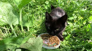 Black street cat / Красивый чёрный уличный кот