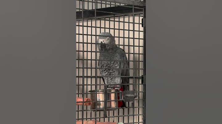 Ferdovo žvatlání - Papoušek Žako 🦜 Ferda