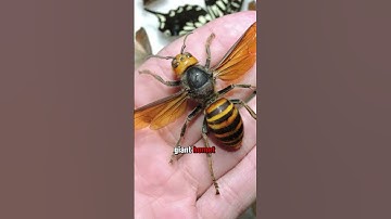 The most venomous insects on the planet 🐜☠️