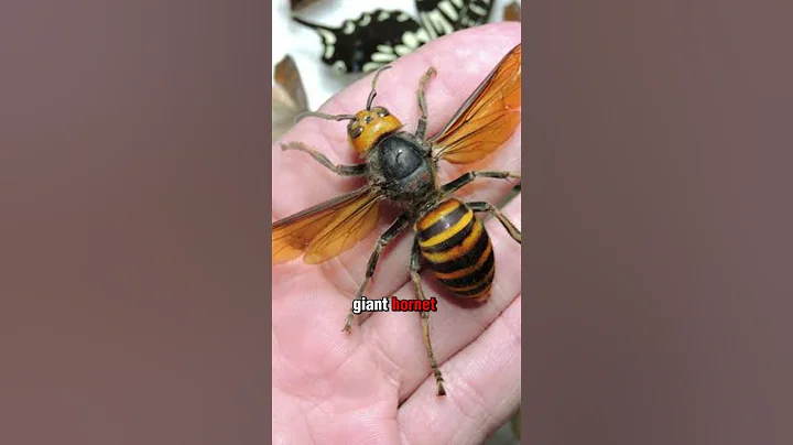 The most venomous insects on the planet 🐜☠️