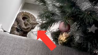 Didn't expect to find this behind their Christmas tree! 🎄