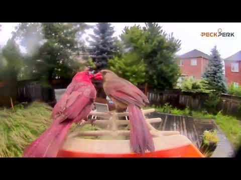Briends Episode 5 - The Olympic Opening Ceremony 🎊 #birds #olympics #birdwatching #wildlife