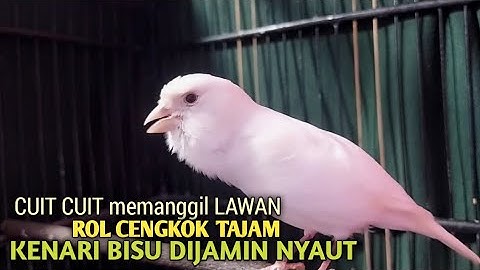 kenari gacor panjang Cuit Cuit EMOSI, Pancingan Kenari Paud Belajar Bunyi, terapi AMPUH Kenari MACET