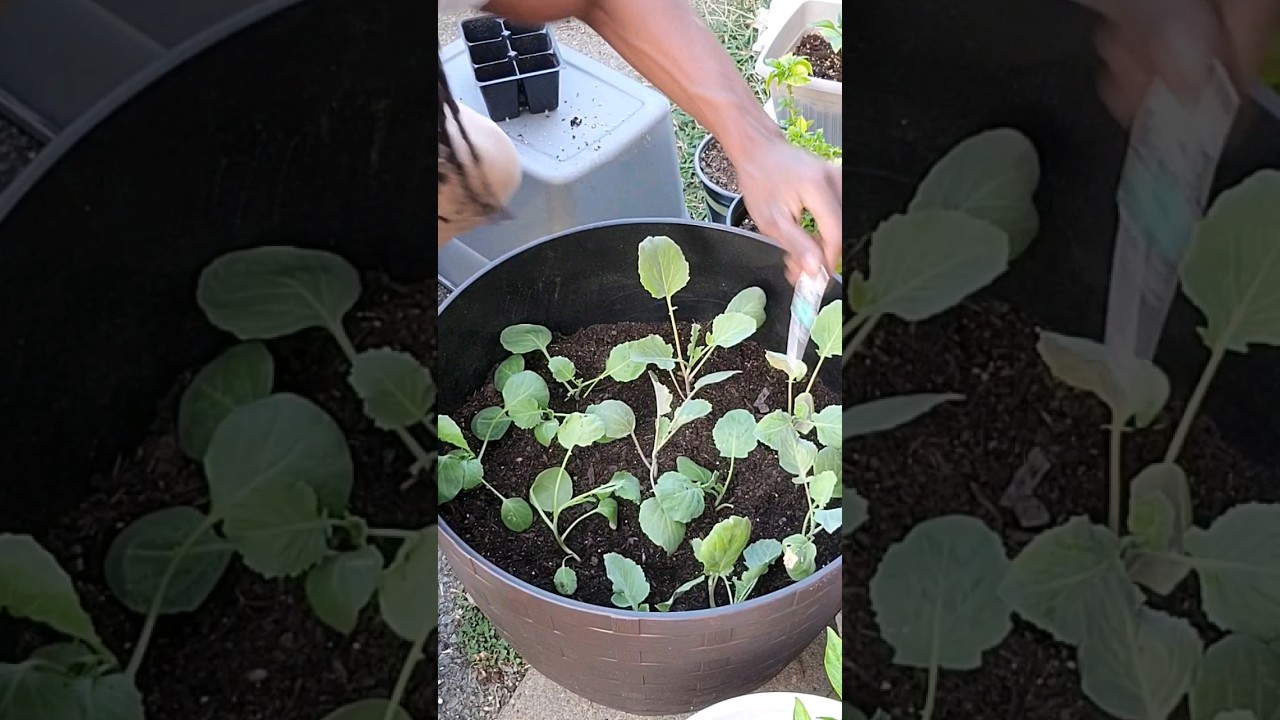 Growing Collard Greens YouTube