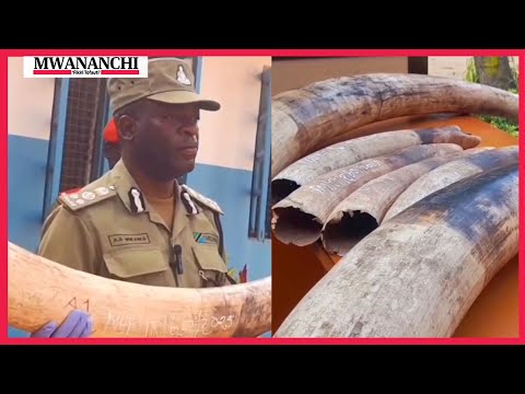 MAJANGILI SUGU WAWILI WANASWA NA MENO SITA YA TEMBO 