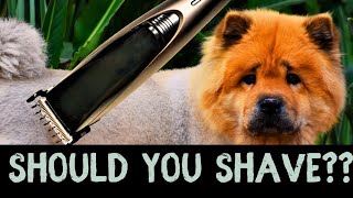 The Surprising Truth About Shaving Revealed by Fuzzies Pet Grooming 103 views 8 months ago 4 minutes, 39 seconds