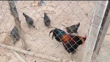 qaib dib noob qaib tuaj los tshiab nawb