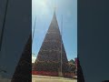 Faltan 7 meses para el festival Arbol Gallo 2026