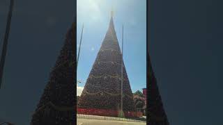 Faltan 7 meses para el festival Arbol Gallo 2026