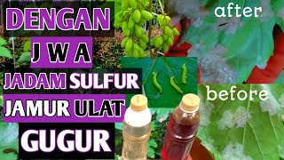 Cara Mengatasi Jamur Pada Tanaman Anggur || Fungisida organik || Jadam Sulfur