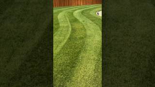 Precision mowing is an art form. Clean stripes. Smooth curves. #LawnGoals #CurbAppeal #LuxuryLawn