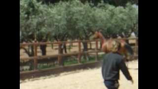 DSCF2261.avi