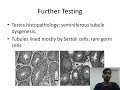 Canine Klinefelter's Syndrome