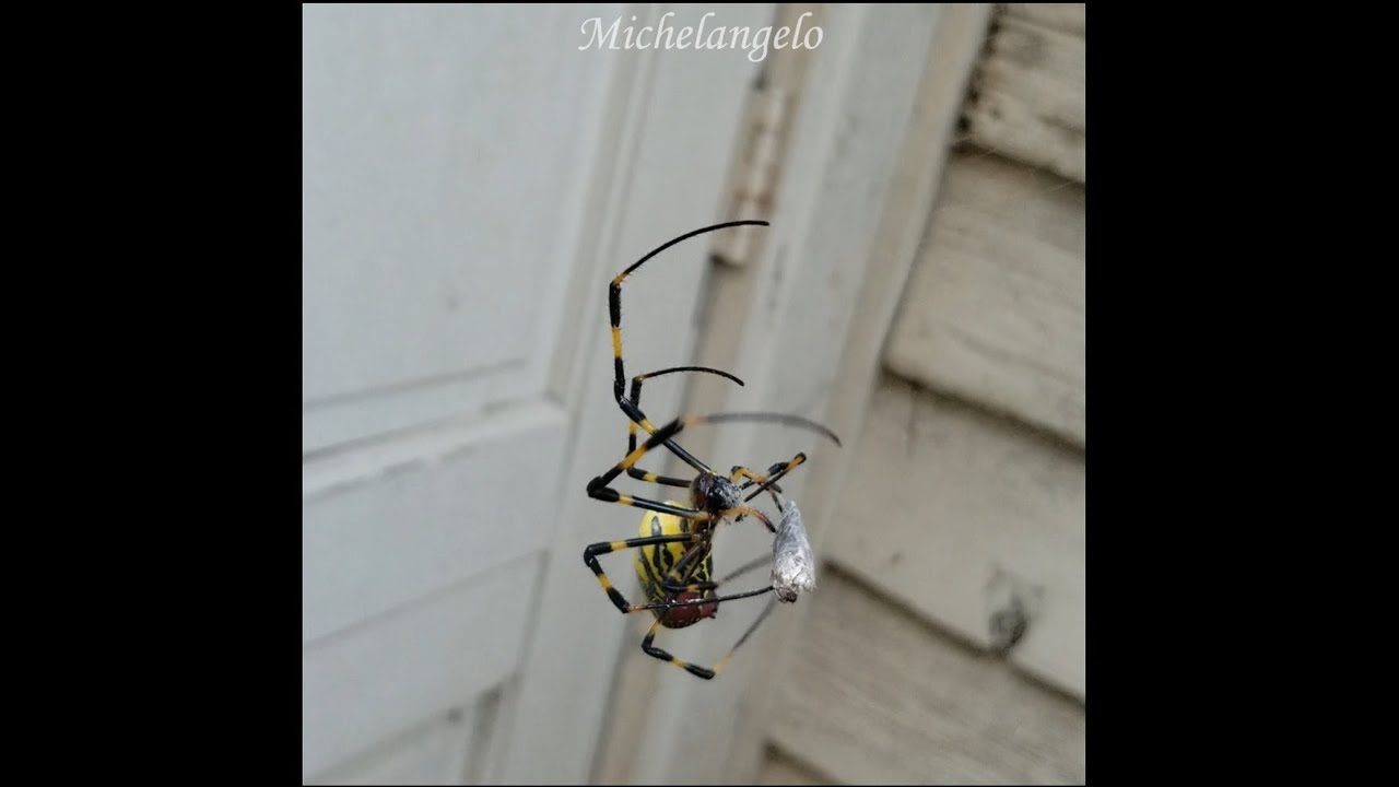 East Asian Jorō Spider Youtube
