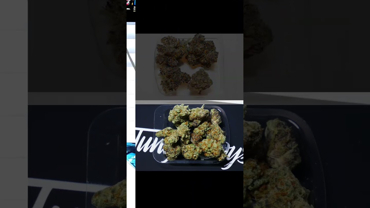 Randy’s RETURN 🏃to Jungle Boys was a SUCCESS! See why in the new Strain Review 