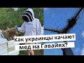 Секретные плантации: Как украинцы качают мед на Гавайях?