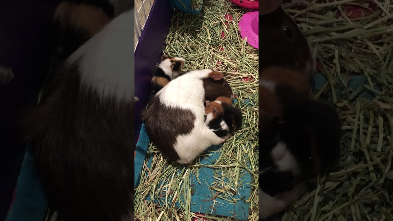 Guinea Pig Nursing Her Babies YouTube