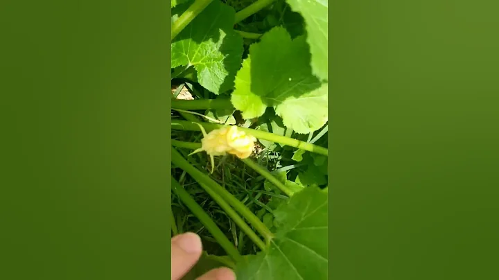 Small Snake In The Zucchini #garden #gardening #snakes #animals