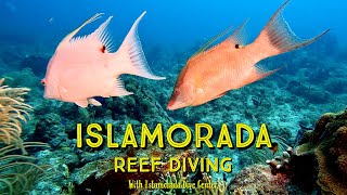Islamorada Diving : Just Another Day on the Reef