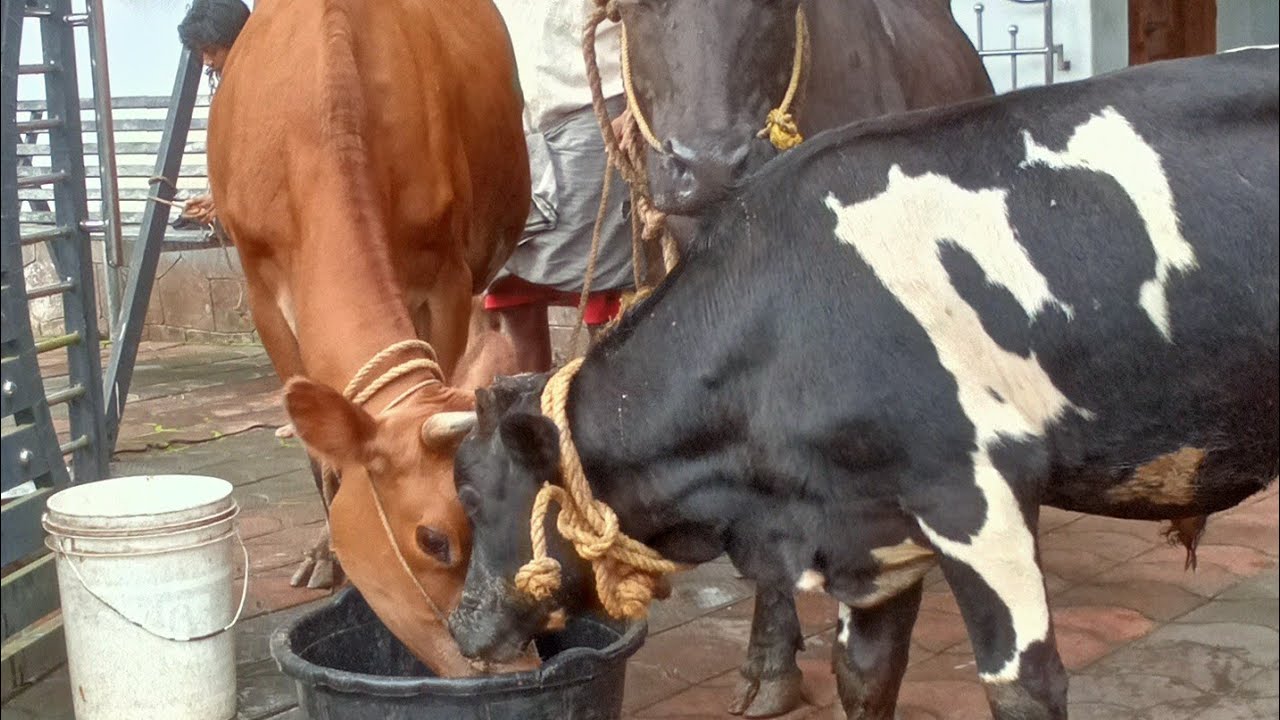 Puthiyavanne Alle koodi food kazhikan kondava#trendingvideo