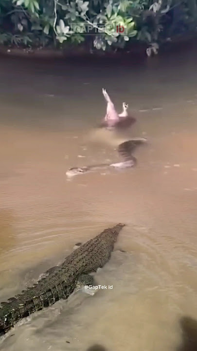 SEEKOR BUAYA MENCOBA MEREBUT MANGSA DARI ULAR PITON #animals #foryou