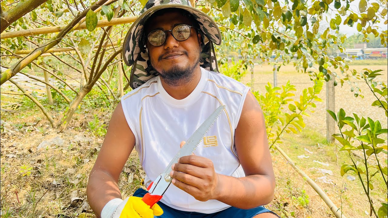 আমাদের বাগানে কুল গাছের পুনিং চলছে #২০২৬ 