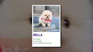 Puppy scams increase for the holidays