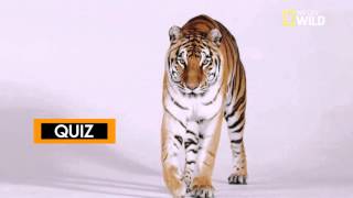 Les rayures du tigre, des messages cachés