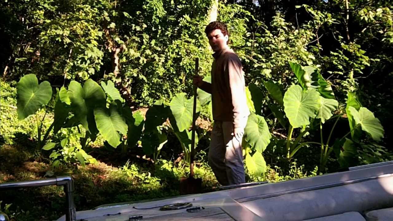 How to Dig Up Elephant Ear Bulbs in Less Than 10 Seconds YouTube