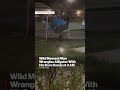 Wild Moment Man Wrangles Alligator With His Bare Hands at 3 AM