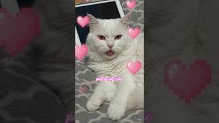 #catsofyoutube #intentionalgaming #sleepbetter #selfcare #gamingformentalhealth #gamingdaily