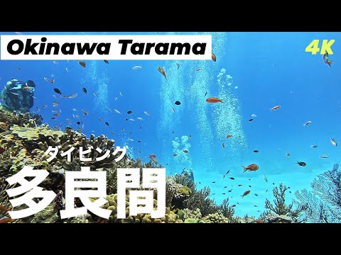 沖縄・多良間ダイビングVlog | 信じられない透明度…多良間島の海に潜ったら“青の世界”だった　Okinawa Diving Vlog 