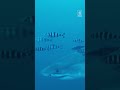 Rare shark sighting in Mediterranean
