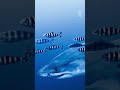 Rare shark sighting in Mediterranean