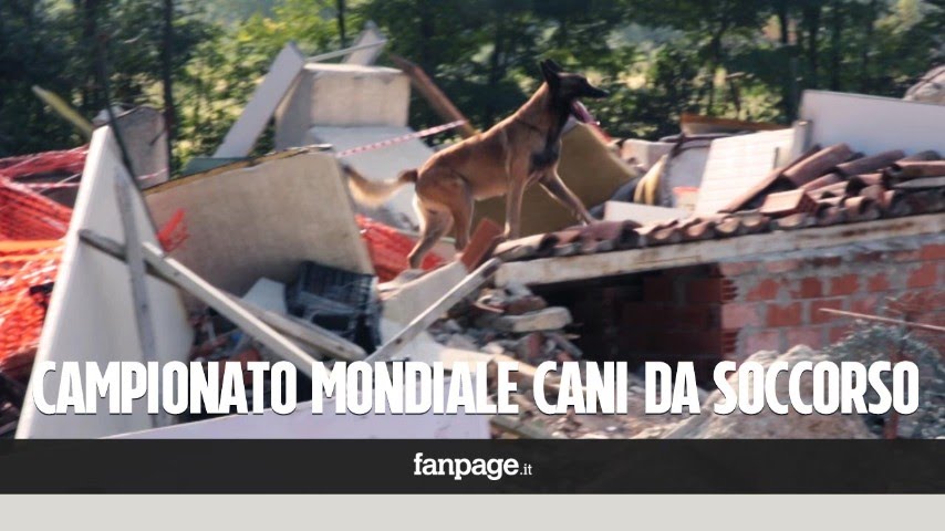 Cani da soccorso, a Torino il campionato mondiale: 