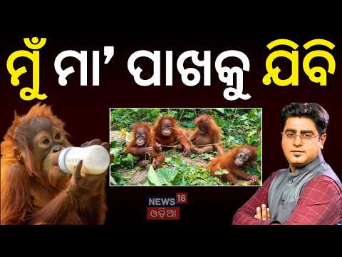 ମୋ ମାଆ ପାଖକୁ ଯିବି ! Bana Manisha in Balasore | Balasore Orangutan | Odia News | Nandankanan