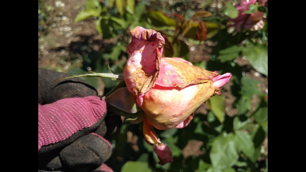 Why Are My Rose Flowers Turning Brown? - Botrytis cinerea (Grey