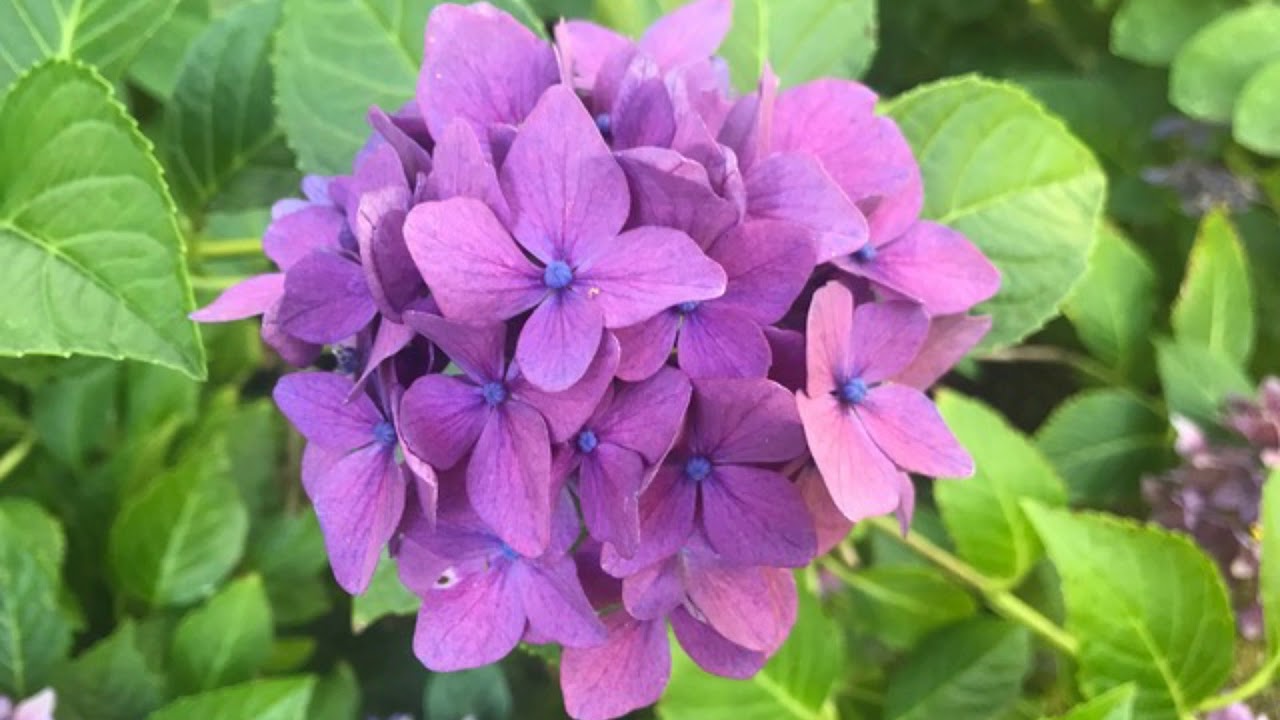 THE ORACLE REPORT | August 1, 2019 - "Refresh"