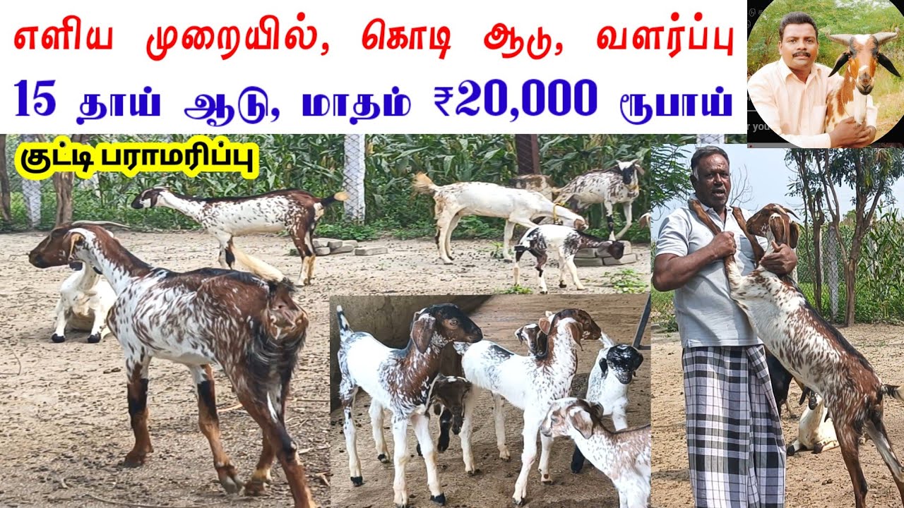 எளிய முறையில், 15 கொடி ஆடு வளர்த்து, மாதம் ₹20,000 ரூபாய், வருமானம், எடுக்கும்  @tamilvivasayi